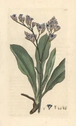 Lavanda marinha, Limonium vulgare (Statice limonium) (lavanda marinha) Gravura em chapa de cobre colorida à mão depois de uma ilustração de James Sowerby de James Smith