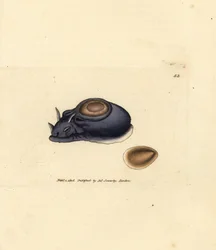 Lesma marinha ou lebre marinha, Aplysia punctata (Aplysia hybrida). Gravura em chapa de cobre colorida à mão por James Sowerby de The British Miscellany, ou figuras coloridas de novos, raros, ou pouco conhecidos exemplares de animais.