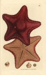 Estrela do mar ou estrela do mar, Hippasteria phrygiana (Asterias equestris?). Gravura em chapa de cobre colorida à mão por James Sowerby de The British Miscellany, ou figuras coloridas de novos, raros, ou pouco conhecidos sujeitos animais.