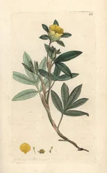 Cinquefoil frutescente ou la cinquefoil shbustive (Cinquefoil frutescente ou la cinquefoil shbustive) Gravura em chapa de cobre colorida à mão depois de uma ilustração de James Sowerby da revista inglesa Botany de James Smith, Londres