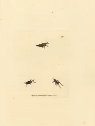 Gafanhoto esguio, Tetrix subulata (acrydium em forma de AWL, Acrydium subulatum). Gravura em chapa de cobre colorida à mão por James Sowerby de The British Miscellany, ou figuras coloridas de novos, raros, ou pouco conhecidos sujeitos animais.