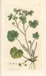 Ranunculus parviflorus (ranúnculo), ranúnculo parviflorus (ranúnculo) Gravura em chapa de cobre colorida à mão depois de uma ilustração de James Sowerby de James Smith