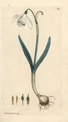 Gota de Neve, Galanthus nivalis. Gravura em chapa de cobre colorida à mão depois de uma ilustração de James Sowerby, de James Smith