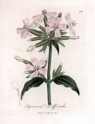Soapwort, Saponaria officinalis. Gravura em chapa de cobre colorida à mão a partir de uma ilustração botânica de James Sowerby de William Woodville e Sir William Jackson Hooker