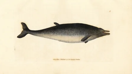 Baleia-de-bico-de-Sowerby, Mesoplodon bidens (Physeter bidens, cachalote de dois dentes). Gravura em chapa de cobre colorida à mão por James Sowerby de The British Miscellany, ou figuras coloridas de novos, raros, ou pouco conhecidos exemplares de animais.