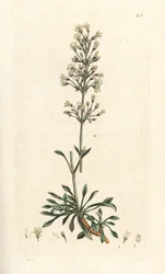 mosca espanhola, otites de Silene (campion espanhol, otites de Cucubalus) (silene uma pequena folha) Gravura em chapa de cobre colorida à mão depois de uma ilustração de James Sowerby da Botânica Inglesa de James Smith, Londres