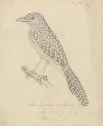 Antshrike com apoio de um ponto