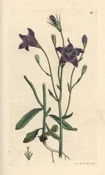 Spreading bellflower, Campanula patula Gravura em chapa de cobre colorida à mão depois de uma ilustração de James Sowerby de James Smith