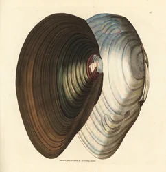 Mexilhão de cisne, Anodonta stagnalis (Mytilus stagnalis). Gravura em chapa de cobre colorida à mão por James Sowerby de The British Miscellany, ou figuras coloridas de novos, raros, ou pouco conhecidos sujeitos animais.