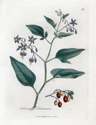 Doce-amarga - Doce-amarga lenhosa, Solanum dulcamara. Gravura em cobre colorida à mão a partir de uma ilustração botânica de James Sowerby de Medical Botany de William Woodville e Sir William Jackson Hooker, John Bohn, Londres