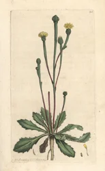 Suco de Swin, Arnoseris minima (Hyoseris minima). Gravura em chapa de cobre colorida à mão depois de uma ilustração de James Sowerby, de James Smith