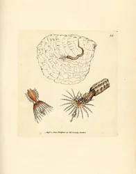 Tubo-anelídeo de construção de tubos, triquímetro Spirobranchus. Gravura em chapa de cobre colorida à mão por James Sowerby de The British Miscellany, ou figuras coloridas de novos, raros, ou pouco conhecidos sujeitos animais.