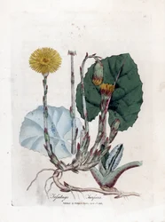 Tuslage or no burro - Coltsfoot, Tussilago fara. Gravura em chapa de cobre colorida à mão a partir de uma ilustração botânica de James Sowerby de William Woodville e "Medical Botany" de Sir William Jackson Hooker, John Bohn, Londres
