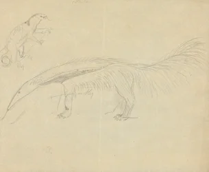 Dois Anteaters