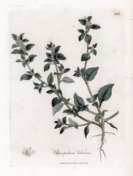 Vuvaire - Pés de ganso fedorentos, Chenopodium vulvaria. Gravura em chapa de cobre colorida à mão a partir de uma ilustração botânica de James Sowerby de William Woodville e Sir William Jackson Hooker