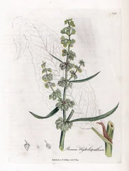 Water Patience ou Aquatic Patience - Grande doca de água, Rumex hydrolapathum. Gravura em chapa de cobre colorida à mão a partir de uma ilustração botânica de James Sowerby de William Woodville e Sir William Jackson Hooker