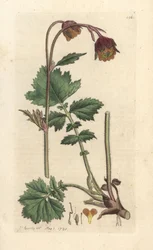 Water avens, Geum rivale Gravura em chapa de cobre colorida à mão depois de uma ilustração de James Sowerby de James Smith