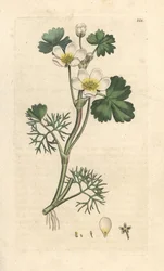 Pé-de-cabra de água, Ranunculus aquatilis (Ranúnculo aquático) Gravura em chapa de cobre colorida à mão depois de uma ilustração de James Sowerby da Botânica Inglesa de James Smith, Londres