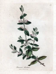Germandree da água - Germe de água, Teucrium scordium. Gravura em chapa de cobre colorida à mão a partir de uma ilustração botânica de James Sowerby de William Woodville e Sir William Jackson Hooker