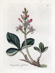 Trifoliata de água ou feijão-da-terra, Menyanthes trifoliata. Gravura em chapa de cobre colorida à mão a partir de uma ilustração botânica de James Sowerby de William Woodville e Sir William Jackson Hooker