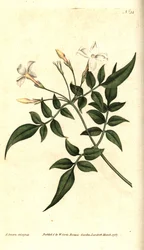 Jasmim branco (ou Jasmim officinale) - Jasmim comum ou Jessamina, Jasminum officinale. Gravura e ilustração botânica de James Sowerby de The Botanical Magazine de William Curtis, Lambeth Marsh, Londres