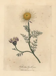 Camomila espanhola branca e amarela, Anthemis pyrethrum