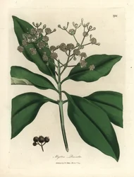 Árvore branca florida, Myrtus pimenta