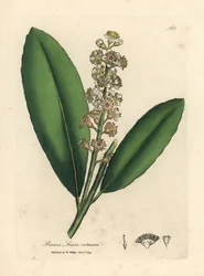 Louro de cerejeira branca florida, Prunus laurocerasus