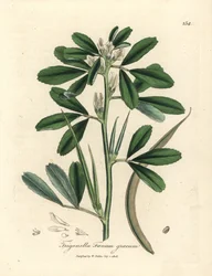 Feno-grego branco florido com vagem de semente, Trigonella foenum graecum