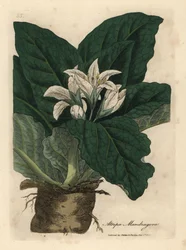 Mandrágora branca florida, Atropa mandragora