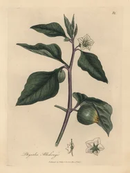 Cereja branca florida de inverno, Physalis alkekengi