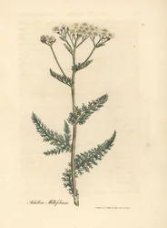 Filete branco florido ou milfoil, Achillea millefolium