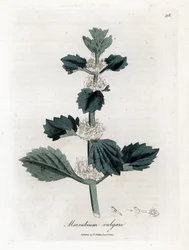 Marrube branco ou comum - Marubium vulgare, Marubium vulgare. Gravura em chapa de cobre colorida à mão a partir de uma ilustração botânica de James Sowerby de William Woodville e "Medical Botany" de Sir William Jackson Hooker, John Bohn, Londres
