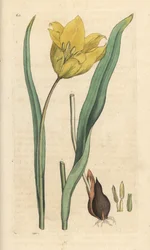 Tulipa selvagem, Tulipa sylvestris (tulipa selvagem) Gravura em chapa de cobre colorida à mão depois de uma ilustração de James Sowerby da Botânica Inglesa de James Smith, Londres