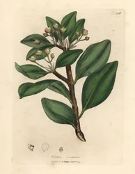 Casca de árvore de inverno, Wintera aromatica, Drimys winteri