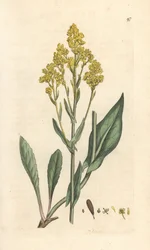 Woad, Isatis tinctoria (Pastel des dyers ou guede) Gravação em chapa de cobre colorida à mão depois de uma ilustração de James Sowerby da Botânica Inglesa de James Smith, Londres