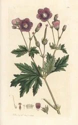 Gerânio de madeira, Gerânio silvatium (gerânio de madeira) Gravura manual em chapa de cobre colorida depois de uma ilustração de James Sowerby de James Smith