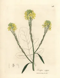 Mostarda preta florida amarela, Sinapis nigra