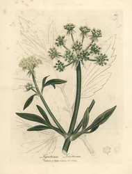 Amarelo florido, Ligusticum levisticum