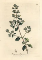 Manjerona doce florida amarela, Origanum majorana