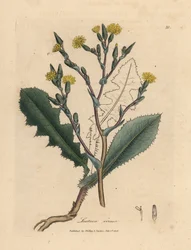 Alface selvagem florida amarela, Lactuca virosa