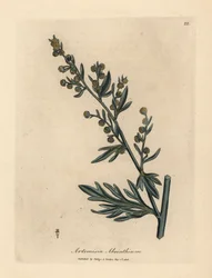 Absinto amarelo florido, Artemisia absinthium