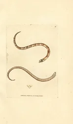 Cobra jovem lisa, Coronella austriaca (Cobra Dumfriesshire, Coluber dumfrisiensis). Gravura em chapa de cobre colorida à mão por James Sowerby de The British Miscellany, ou figuras coloridas de novos, raros, ou pouco conhecidos exemplares de animais.