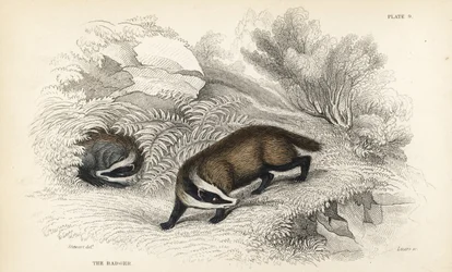 texugo europeu, Meles meles (Meles taxus). Gravura em aço colorido à mão por Lizars após uma ilustração de James Stewart da Biblioteca Naturalista de William Jardine, Edimburgo