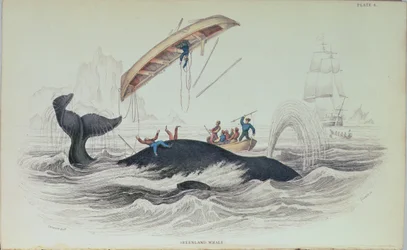 Baleia da Gronelândia, ilustração de livro gravada por William Home Lizars (1788-1859)