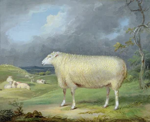 A Border Leicester Ewe (óleo sobre tela)