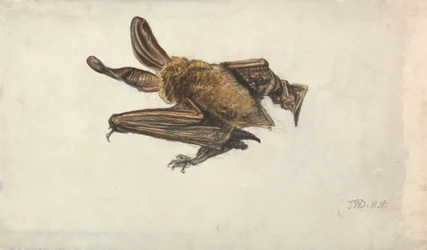 Um morcego de orelhas longas castanhas (Plecotus auritus)
