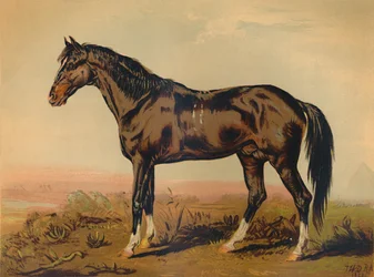 Um cavalo Dongola, c1850, c1879.