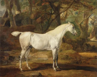 Um garanhão árabe cinzento, propriedade de Sir Watkin Williams-Wynn, c.1815-20 (óleo sobre tela)
