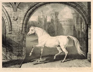 Um cavalo persa, de &39;Celebrated Horses&39;, um conjunto de catorze impressões de corrida publicadas pelo artista, 1823-24